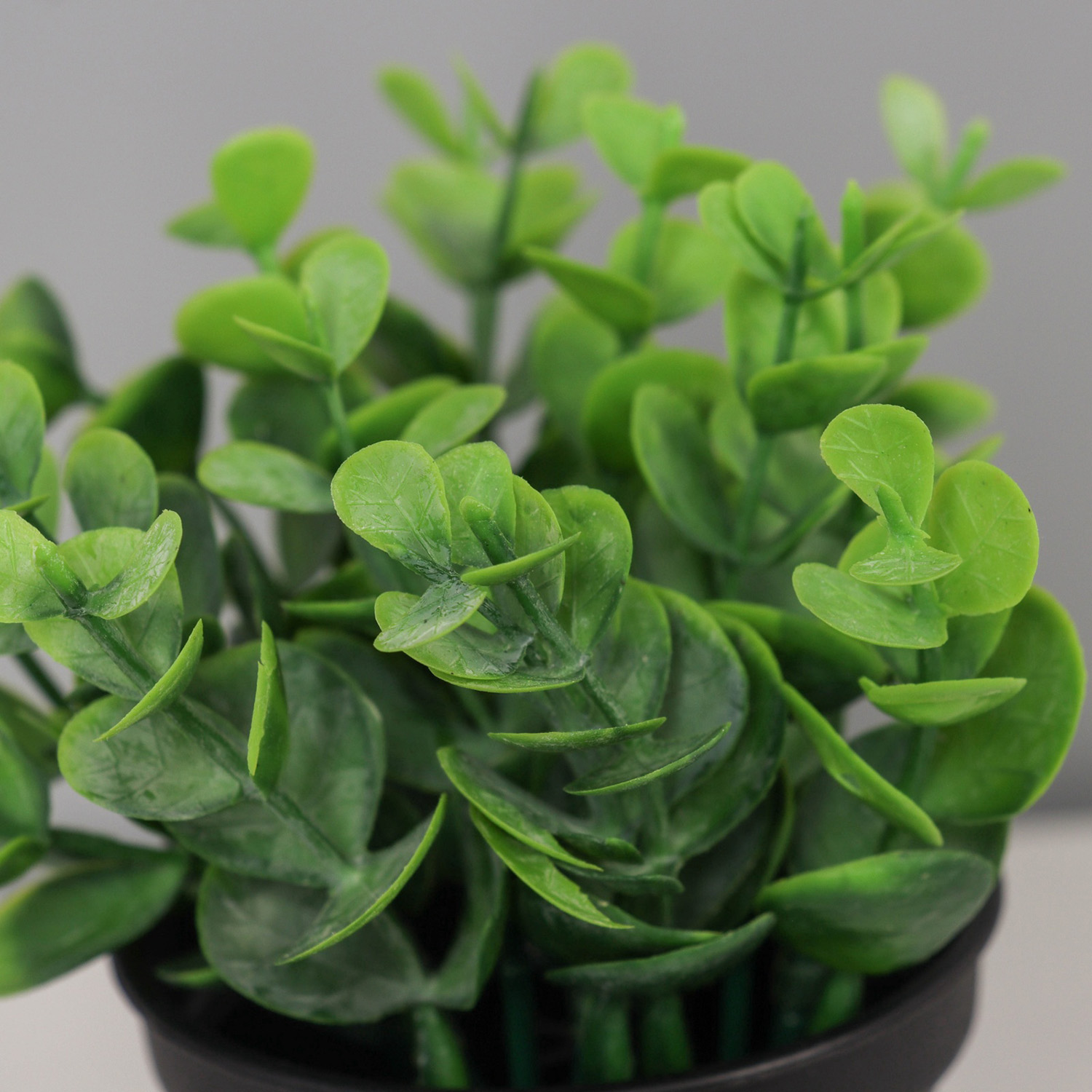 Бонсай в горшке "Ива бойда мини" 11х7 см, зелёный  10697873