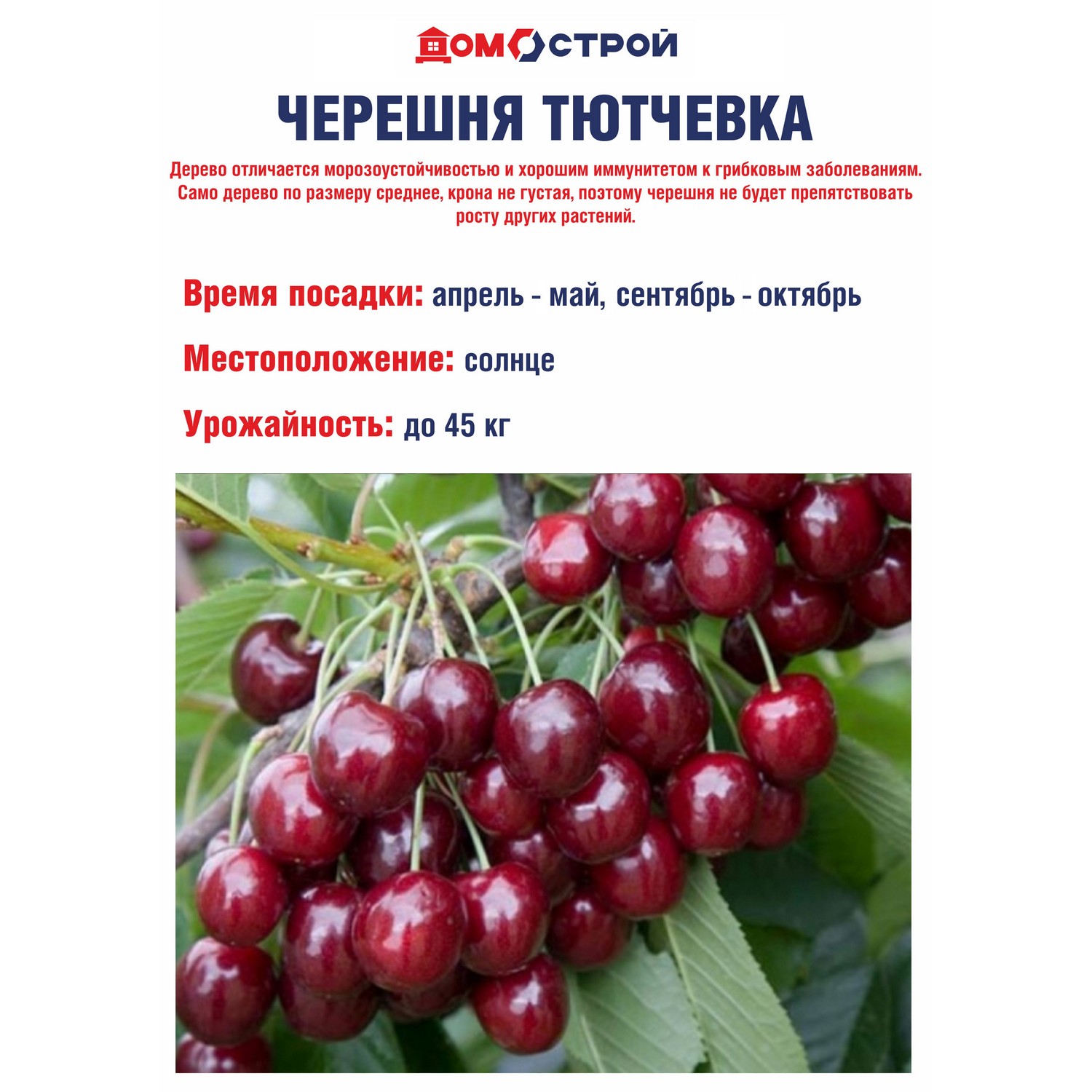 Черешня Тютчевка Саженец 2 года Высота саженца 90-110см