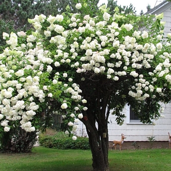 Калина Бульденеж