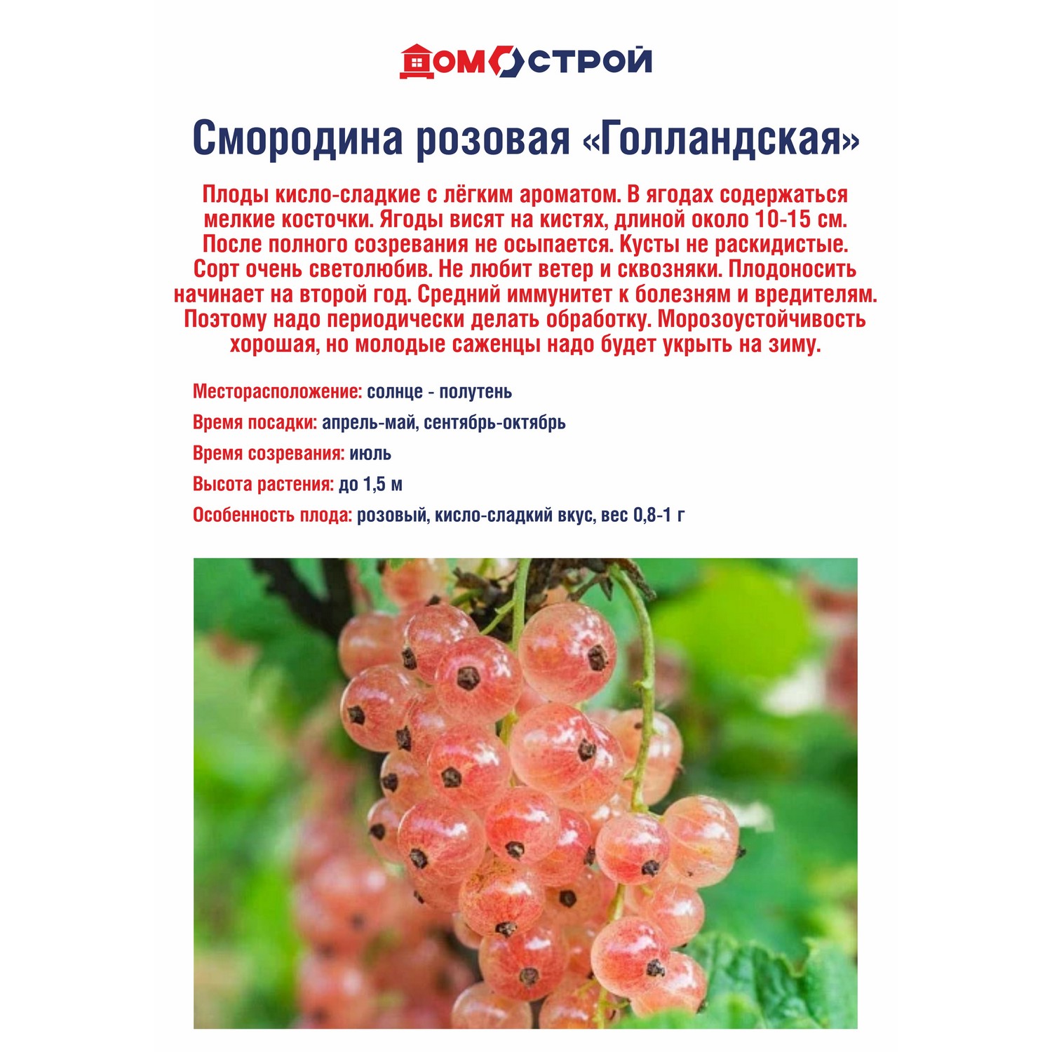 Смородина Розовая голландская