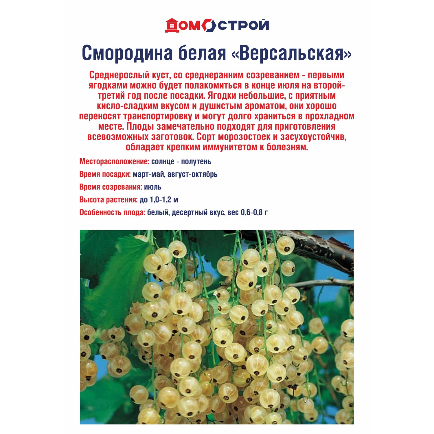 Смородина белая ранняя Росток «Версальская»