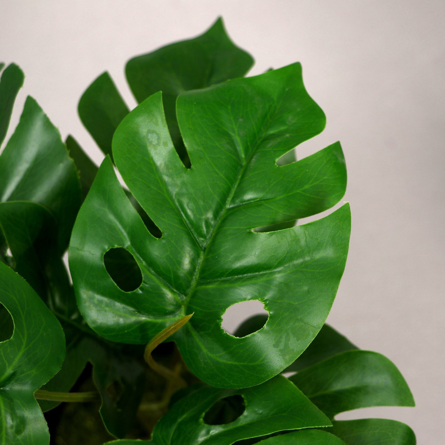 Бонсай в горшке "Монстера" 10х22 см 5201997