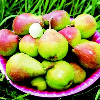 Груша Вековая Саженец 2 года Высота саженца   90-120см