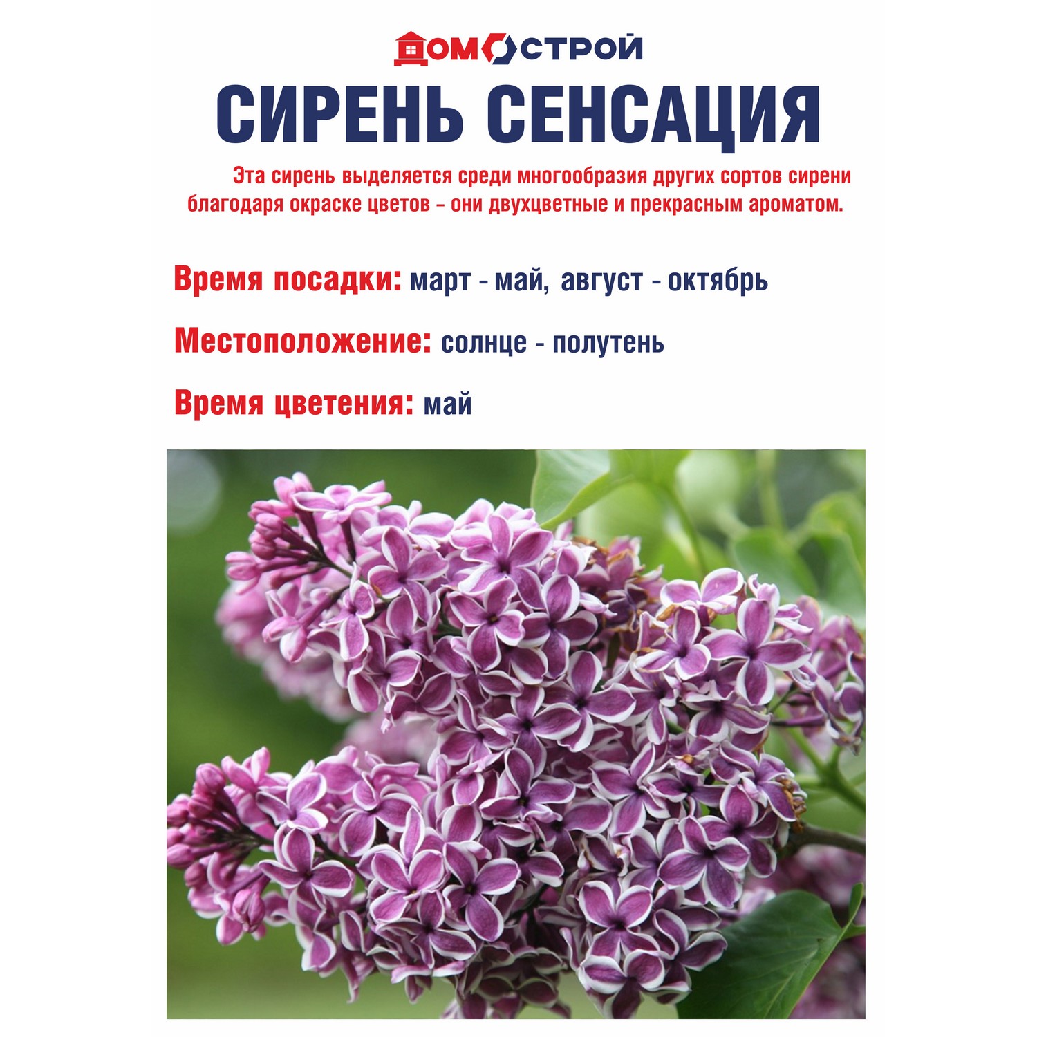 Сирень Сенсация (Sensation) Саженец 2 года Высота саженца   50-80см