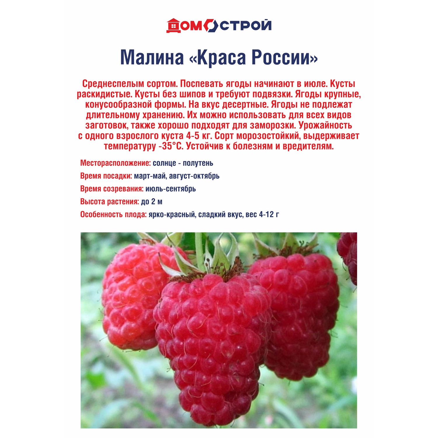 Малина Краса России