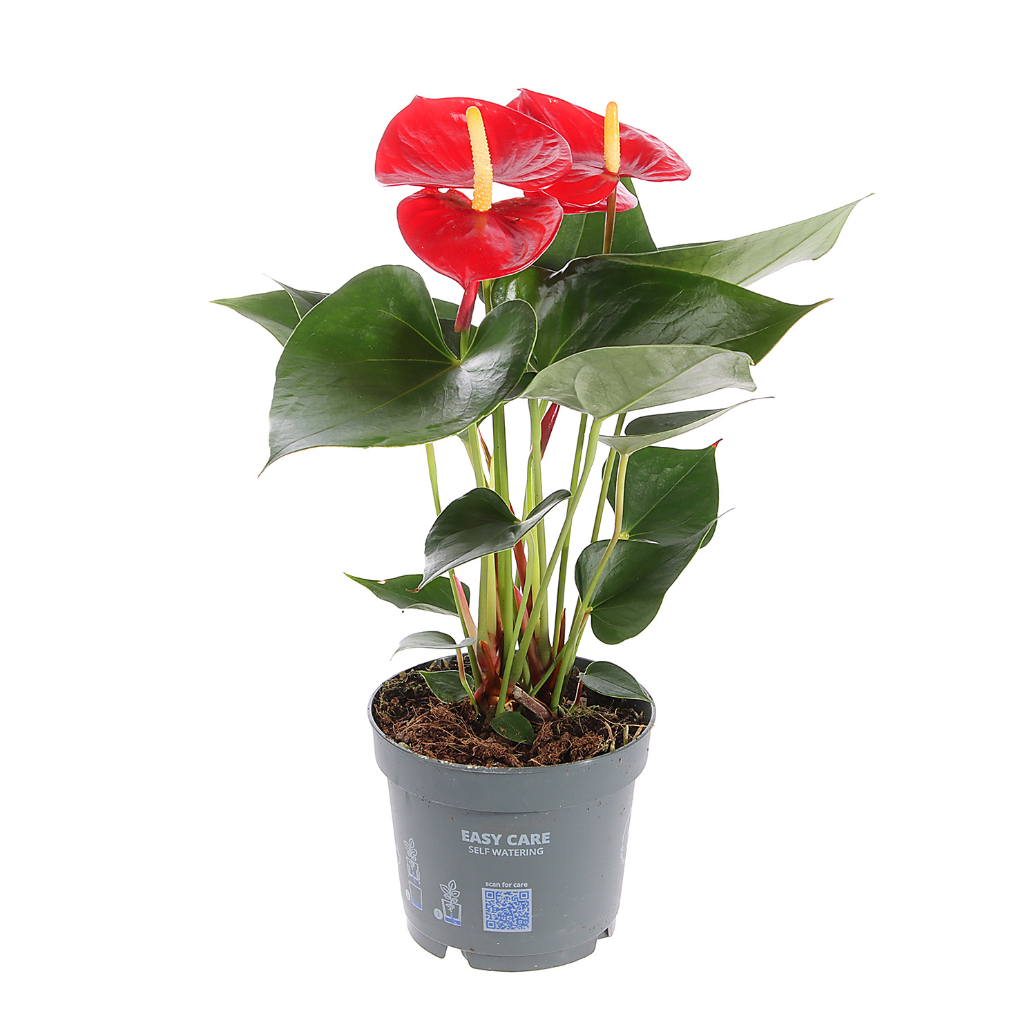 Антуриум Микс D12 H30-35 *1/10