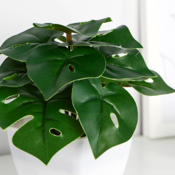 Бонсай в горшке "Монстера крупнолистовая" 7х13 см  9789707