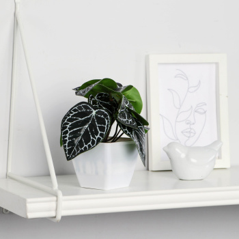 Бонсай в горшке "Фитония" 7х13 см  9789705