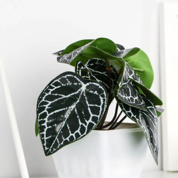 Бонсай в горшке "Фитония" 7х13 см  9789705