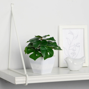 Бонсай в горшке "Монстера крупнолистовая" 7х13 см  9789707