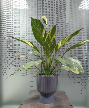 Кашпо пластм. "Бекер" 4,6л d верха 205мм h 240мм с поддоном Антрацит 5 0799 PL *1/4